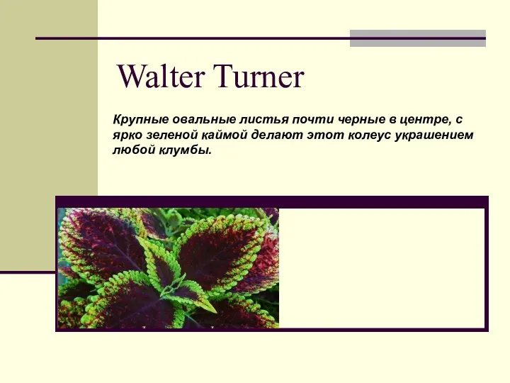 Walter Turner Крупные овальные листья почти черные в центре, с