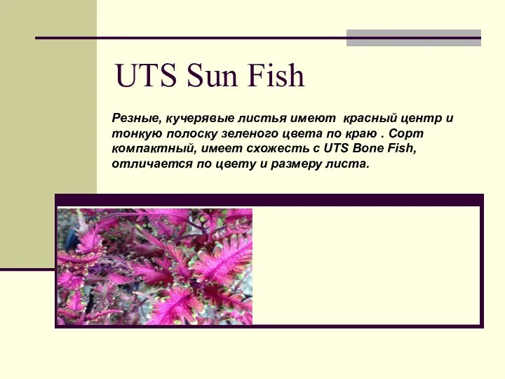 UTS Sun Fish Резные, кучерявые листья имеют красный центр и