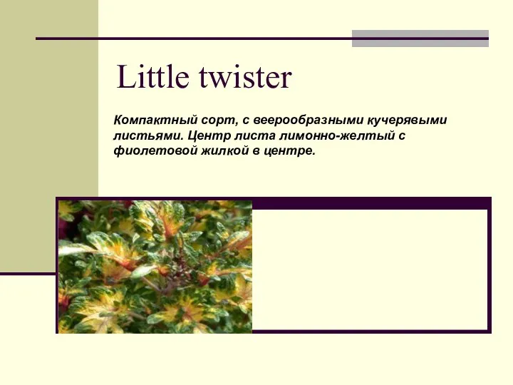 Little twister Компактный сорт, с веерообразными кучерявыми листьями. Центр листа лимонно-желтый с фиолетовой жилкой в центре.