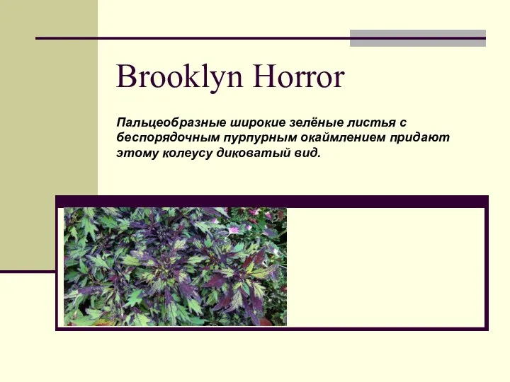 Brooklyn Horror Пальцеобразные широкие зелёные листья с беспорядочным пурпурным окаймлением придают этому колеусу диковатый вид.