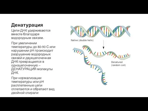 Денатурация Цепи ДНК удерживаются вместе благодаря водородным связям. При увеличении