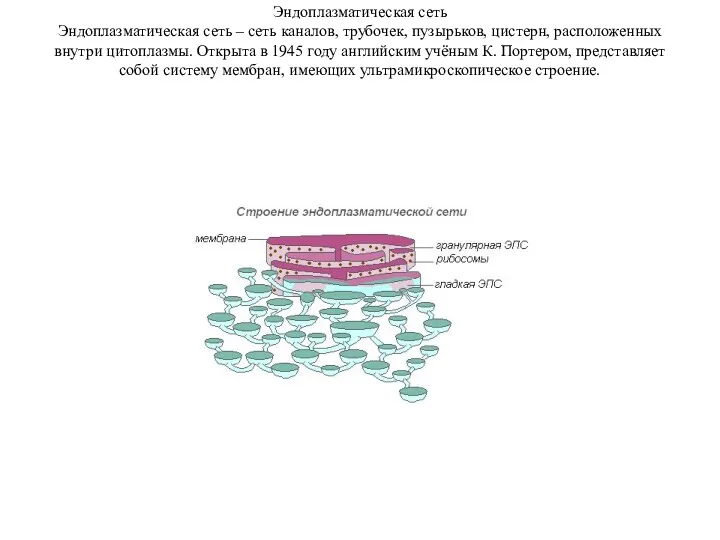 Эндоплазматическая сеть Эндоплазматическая сеть – сеть каналов, трубочек, пузырьков, цистерн, расположенных внутри цитоплазмы.