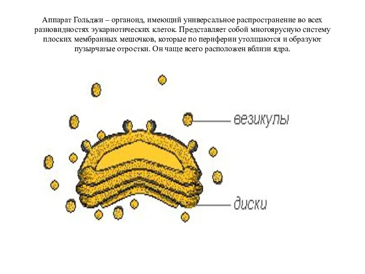 Аппарат Гольджи – органоид, имеющий универсальное распространение во всех разновидностях