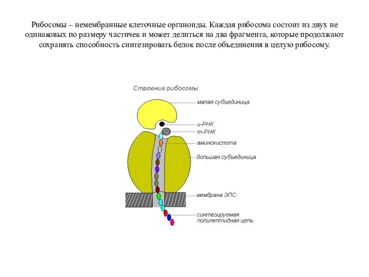Рибосомы – немембранные клеточные органоиды. Каждая рибосома состоит из двух не одинаковых по