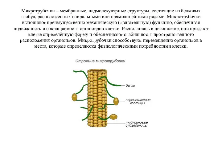 Микротрубочки – мембранные, надмолекулярные структуры, состоящие из белковых глобул, расположенных спиральными или прямолинейными