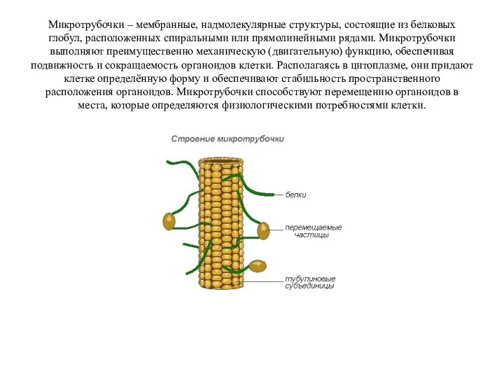 Микротрубочки – мембранные, надмолекулярные структуры, состоящие из белковых глобул, расположенных