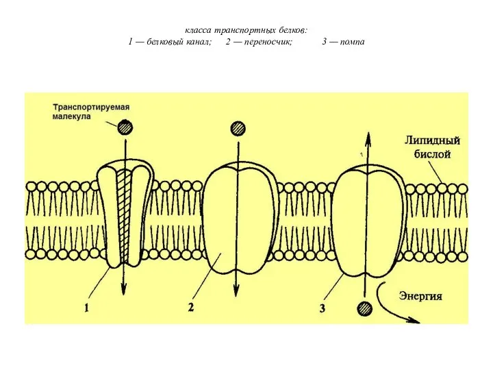 класса транспортных белков: 1 — белковый канал; 2 — переносчик; 3 — помпа