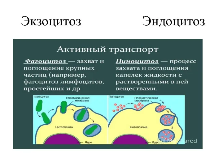 Экзоцитоз Эндоцитоз