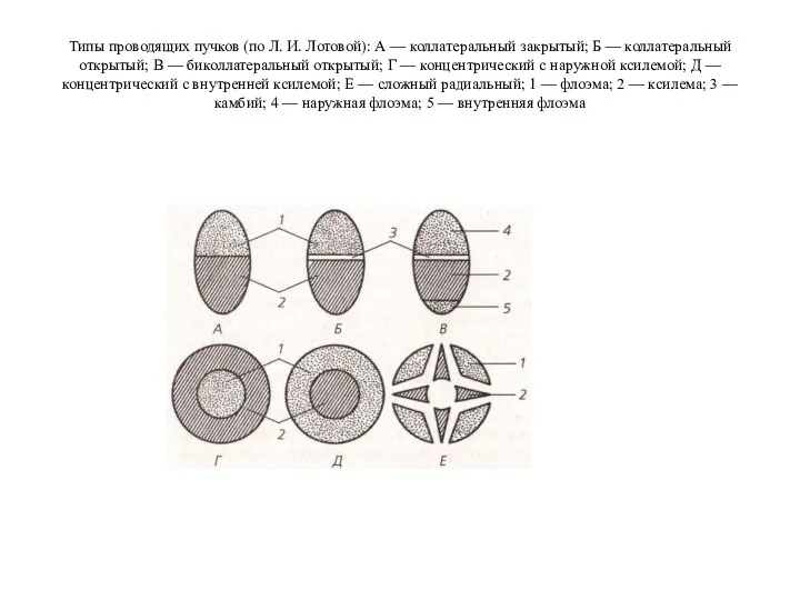 Типы проводящих пучков (по Л. И. Лотовой): А — коллатеральный закрытый; Б —