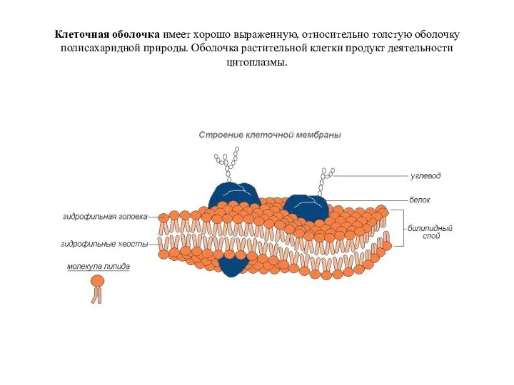 Клеточная оболочка имеет хорошо выраженную, относительно толстую оболочку полисахаридной природы. Оболочка растительной клетки продукт деятельности цитоплазмы.