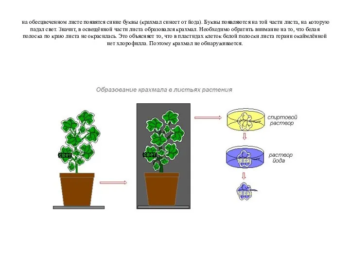 на обесцвеченном листе появятся синие буквы (крахмал синеет от йода). Буквы появляются на