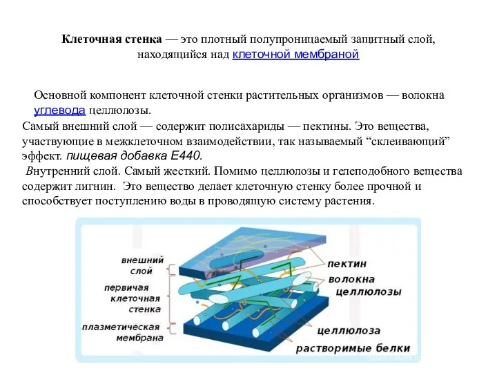 Клеточная стенка — это плотный полупроницаемый защитный слой, находящийся над