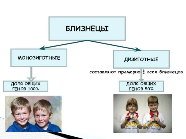 БЛИЗНЕЦЫ МОНОЗИГОТНЫЕ ДИЗИГОТНЫЕ составляют примерно ¾ всех близнецов ДОЛЯ ОБЩИХ ГЕНОВ 100% ДОЛЯ ОБЩИХ ГЕНОВ 50%