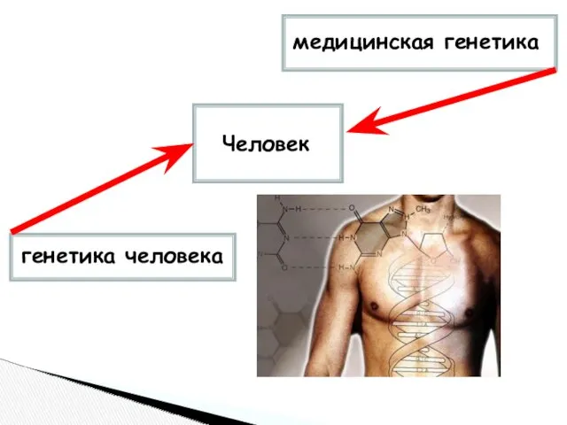 Человек генетика человека медицинская генетика