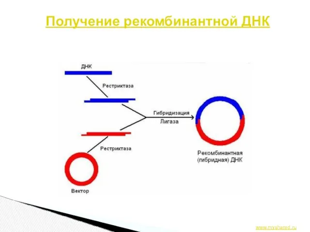 Получение рекомбинантной ДНК www.myshared.ru