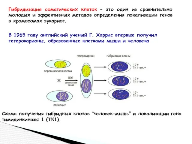 Гибридизация соматических клеток – это один из сравнительно молодых и