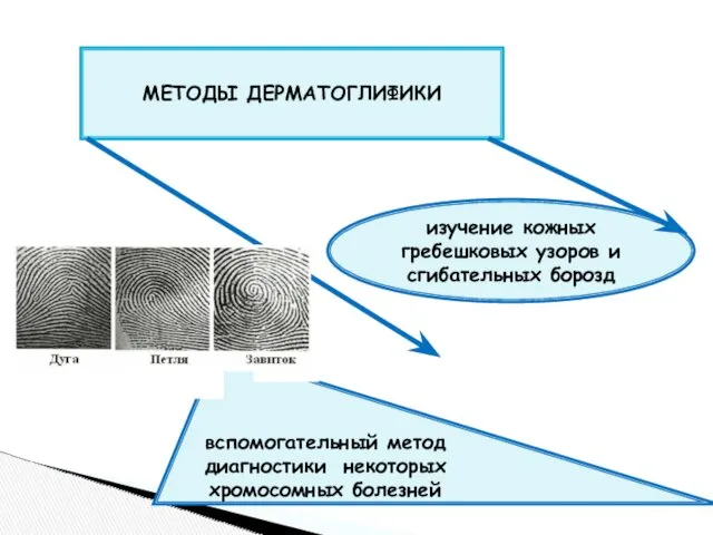 МЕТОДЫ ДЕРМАТОГЛИФИКИ изучение кожных гребешковых узоров и сгибательных борозд вспомогательный метод диагностики некоторых хромосомных болезней