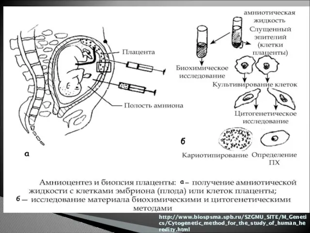 http://www.biospsma.spb.ru/SZGMU_SITE/M_Genetics/Cytogenetic_method_for_the_study_of_human_heredity.html а б а б