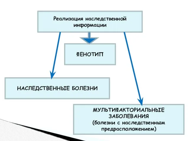 Реализация наследственной информации ФЕНОТИП НАСЛЕДСТВЕННЫЕ БОЛЕЗНИ МУЛЬТИФАКТОРИАЛЬНЫЕ ЗАБОЛЕВАНИЯ (болезни с наследственным предрасположением)