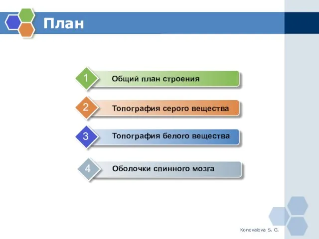 Konovalova S. G. План Топография серого вещества Топография белого вещества Оболочки спинного мозга