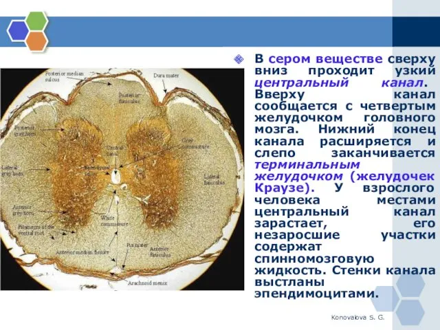 Konovalova S. G. В сером веществе сверху вниз проходит узкий