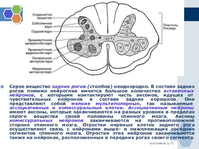 Konovalova S. G. Серое вещество задних рогов (столбов) неоднородно. В