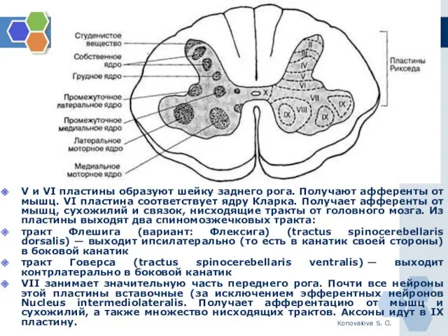 Konovalova S. G. V и VI пластины образуют шейку заднего