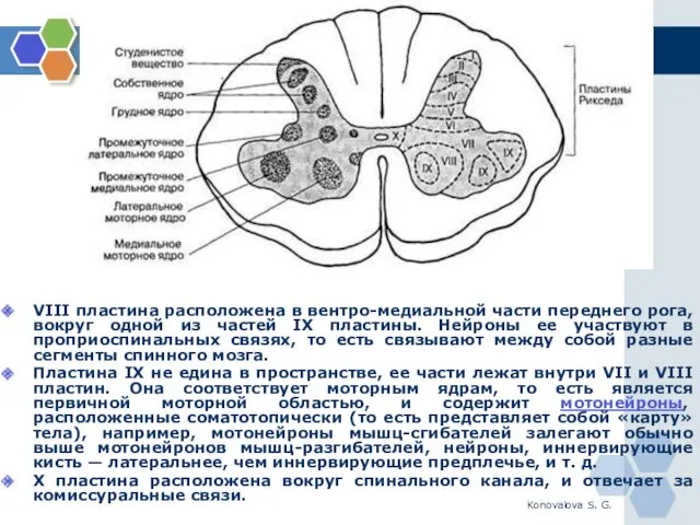 Konovalova S. G. VIII пластина расположена в вентро-медиальной части переднего