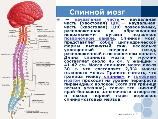 Konovalova S. G. Спинной мозг — каудальная часть — каудальная