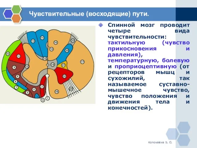 Konovalova S. G. Спинной мозг проводит четыре вида чувствительности: тактильную