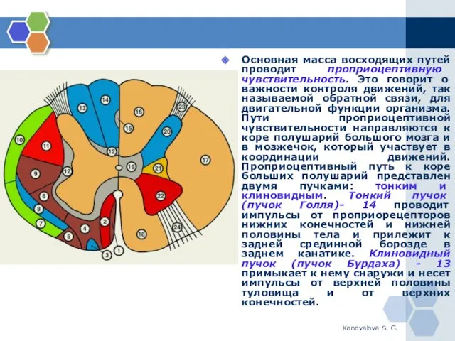 Konovalova S. G. Основная масса восходящих путей проводит проприоцептивную чувствительность.