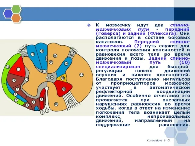 Konovalova S. G. К мозжечку идут два спинно-мозжечковых пути -