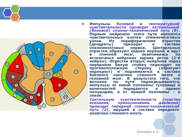 Konovalova S. G. Импульсы болевой и температурной чувствительности проводит латеральный