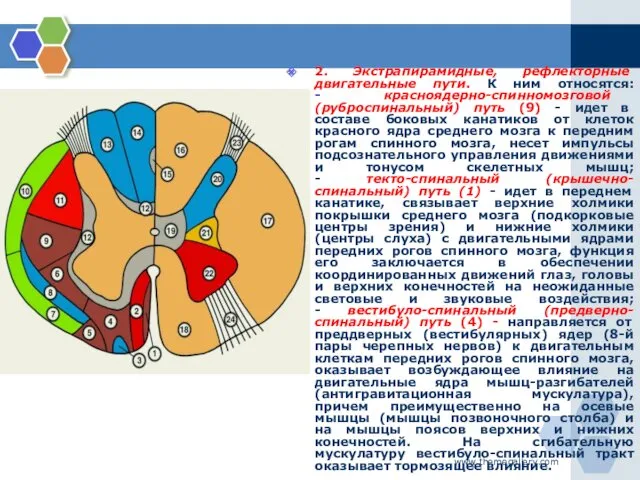 www.themegallery.com 2. Экстрапирамидные, рефлекторные двигательные пути. К ним относятся: -