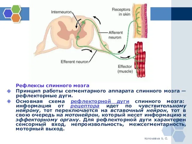 Konovalova S. G. Рефлексы спинного мозга Принцип работы сегментарного аппарата