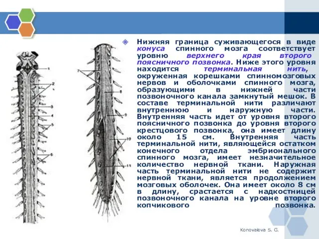 Konovalova S. G. Нижняя граница суживающегося в виде конуса спинного