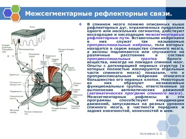 Konovalova S. G. Межсегментарные рефлекторные связи. В спинном мозге помимо