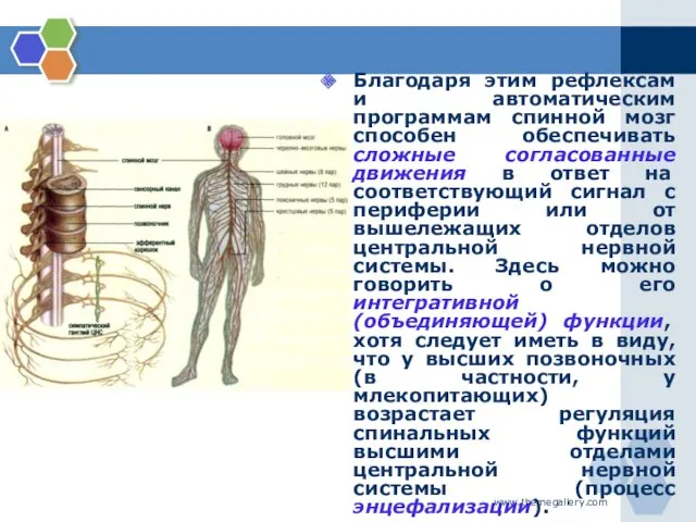 www.themegallery.com Благодаря этим рефлексам и автоматическим программам спинной мозг способен