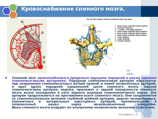 Konovalova S. G. Кровоснабжение спинного мозга. Спинной мозг кровоснабжается продольно