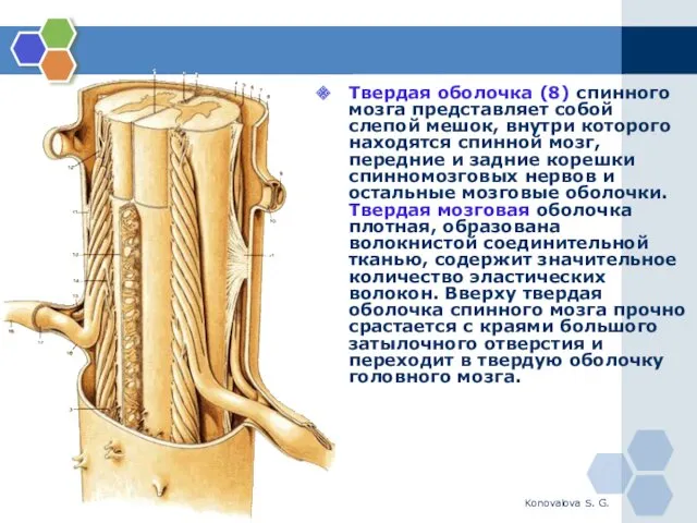 Konovalova S. G. Твердая оболочка (8) спинного мозга представляет собой