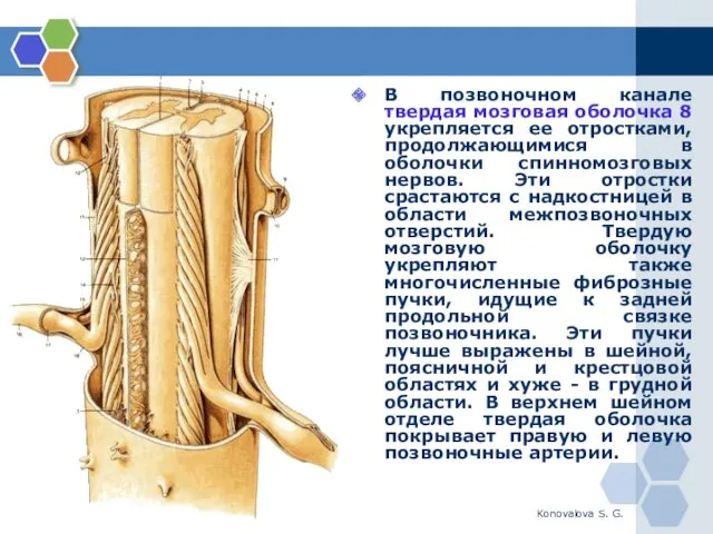 Konovalova S. G. В позвоночном канале твердая мозговая оболочка 8