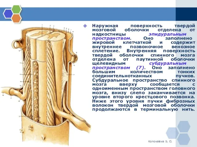 Konovalova S. G. Наружная поверхность твердой мозговой оболочки отделена от