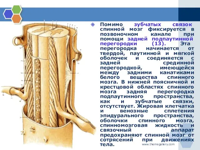 www.themegallery.com Помимо зубчатых связок спинной мозг фиксируется в позвоночном канале