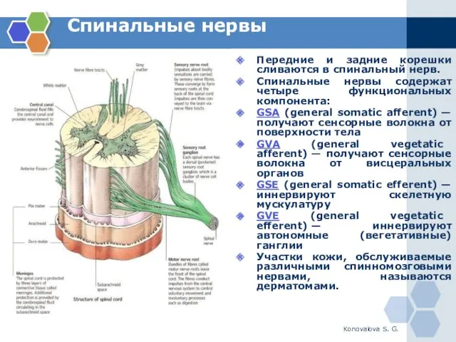 Konovalova S. G. Спинальные нервы Передние и задние корешки сливаются