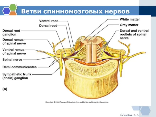 Ветви спинномозговых нервов Konovalova S. G.