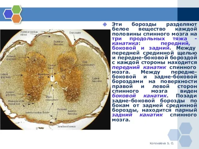 Konovalova S. G. Эти борозды разделяют белое вещество каждой половины