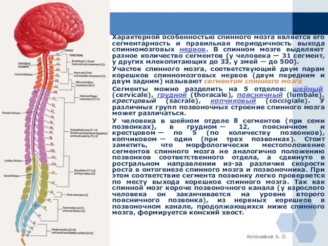 Konovalova S. G. Характерной особенностью спинного мозга является его сегментарность