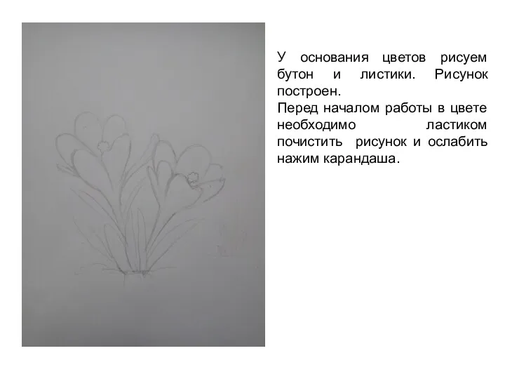 У основания цветов рисуем бутон и листики. Рисунок построен. Перед