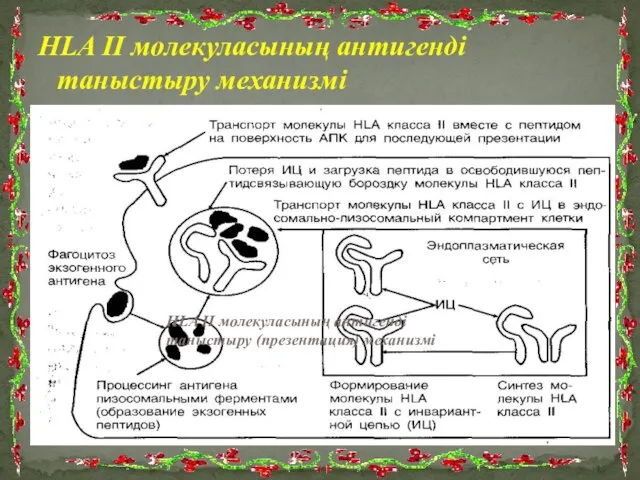 HLA II молекуласының антигенді таныстыру механизмі HLA II молекуласының антигенді таныстыру (презентация) механизмі