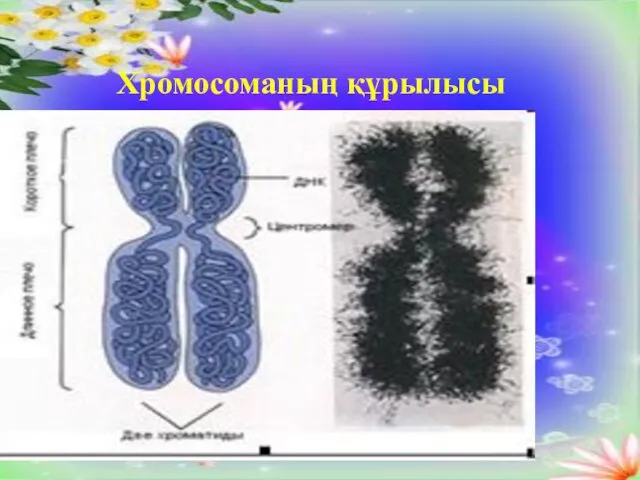 Хромосоманың құрылысы